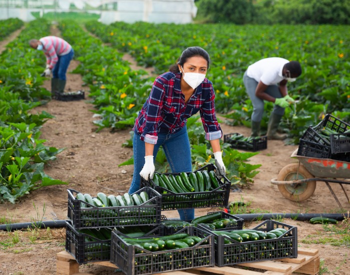 Woman in medical face mask and gloves working on farm field harvesting organic zucchini while two men work behind her