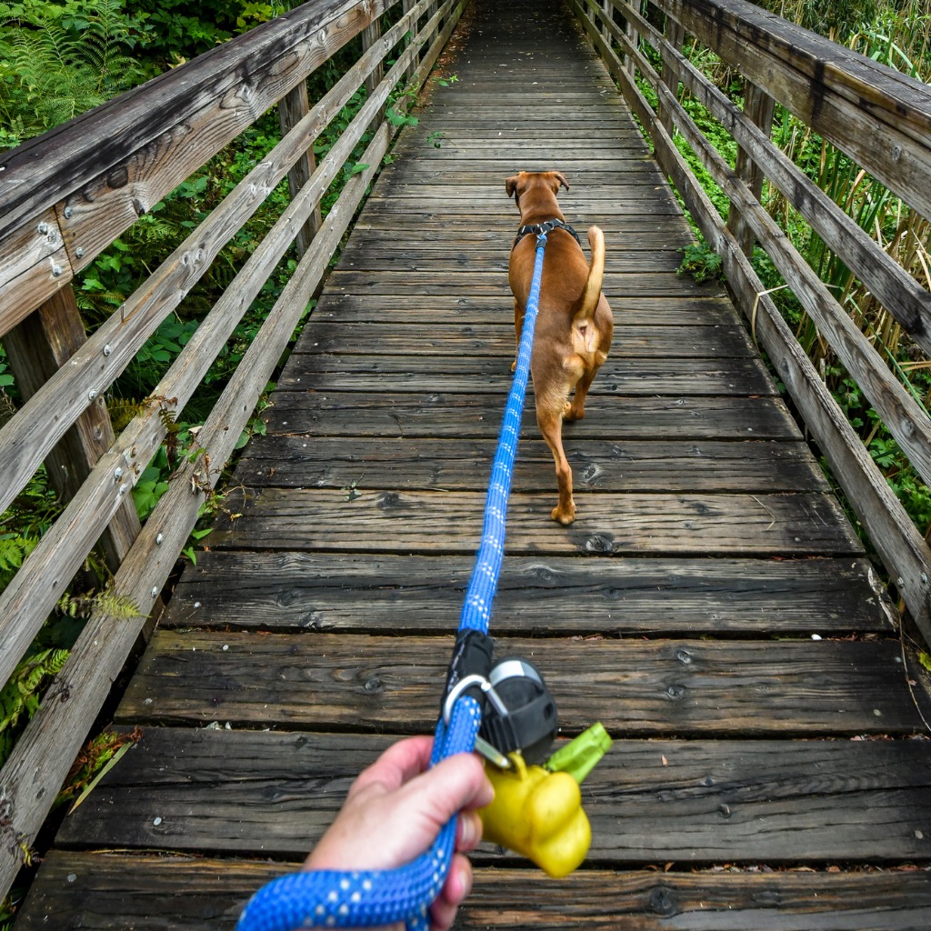 Hand holding a leash with a dog crossing a wooden bridge.